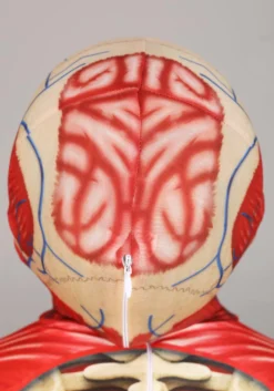 Anatomical Model Costume For Kids -Forplay Shop body skeleton costume alt 3